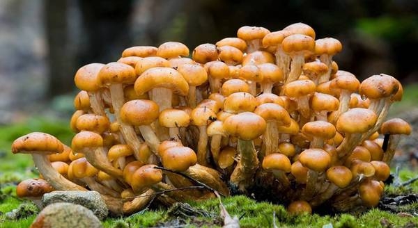 Грибной фестиваль «Губи-Fest» проведут в Удмуртии Грибной фестиваль «Губи-Fest» проведут в Удмуртии